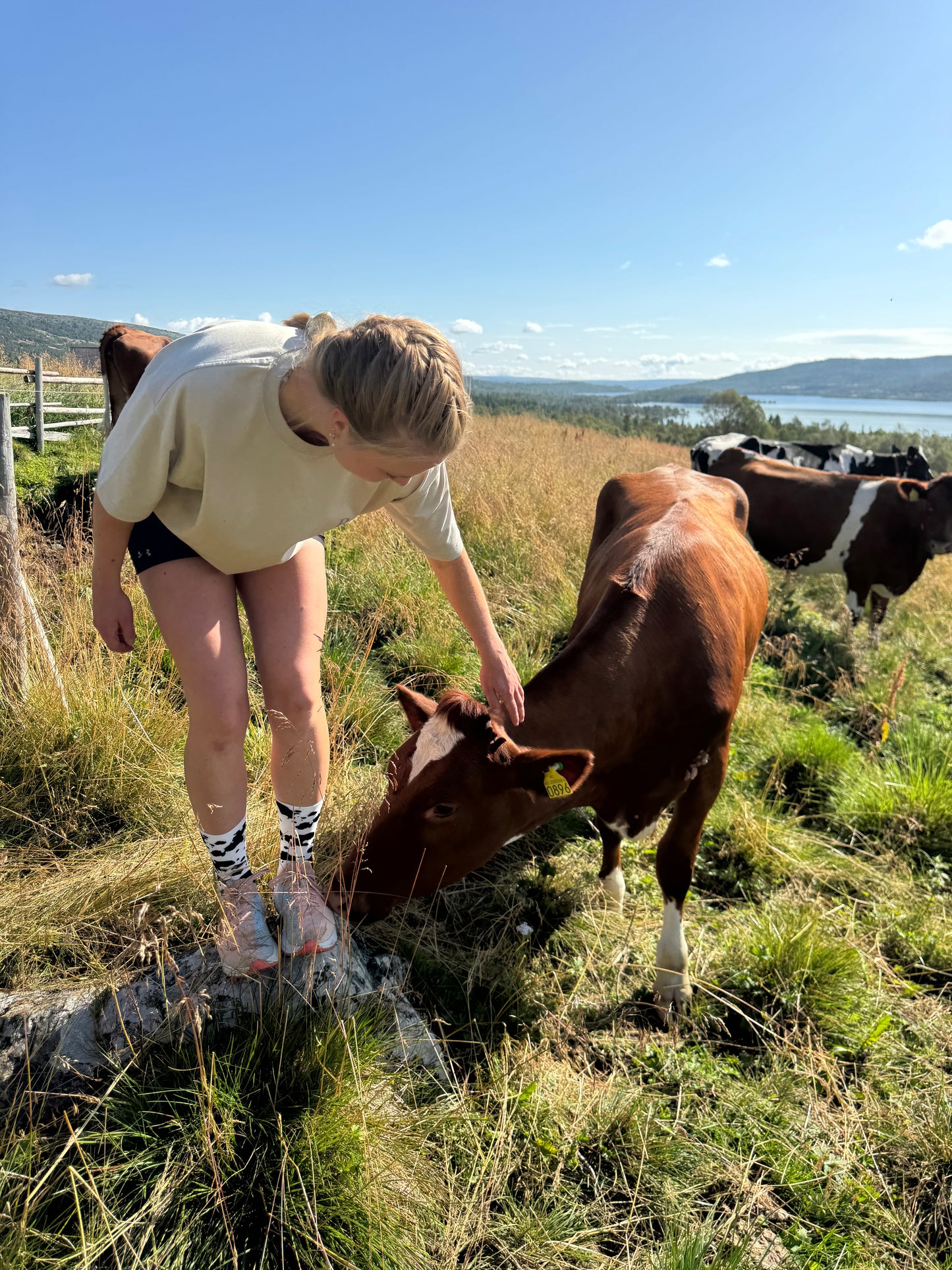 The ByG Brown Cow